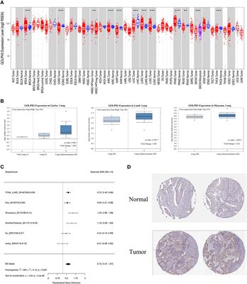 Evaluation of the Oncogene Function of GOLPH3 and Correlated Regulatory Network in Lung Adenocarcinoma